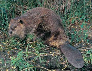 northwest beaver animal